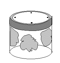 * Kulturglas 10 Tage nach Inokulation *